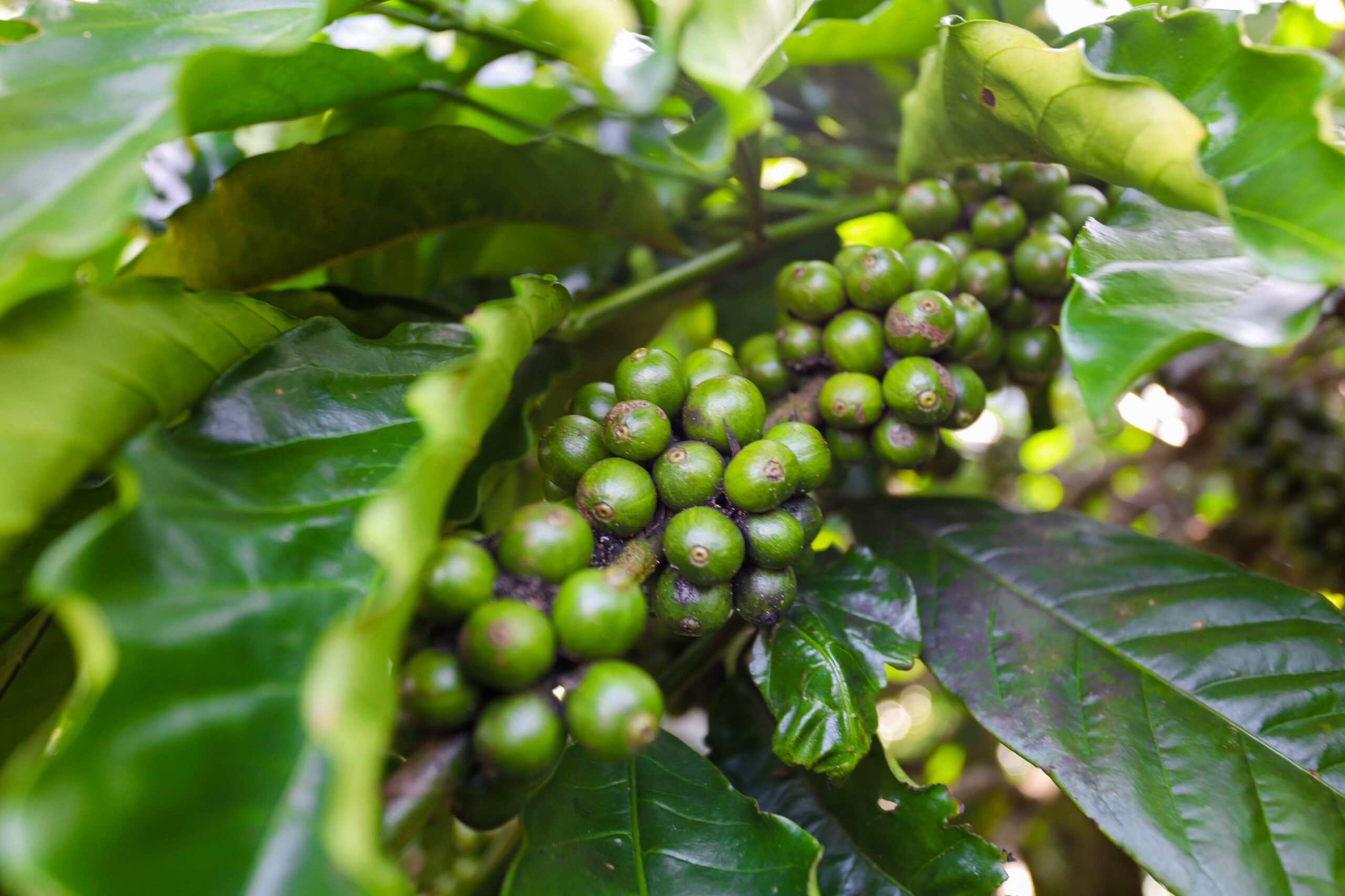 helena-coffee-vietnam-0qs7gwvy9zc-unsplash