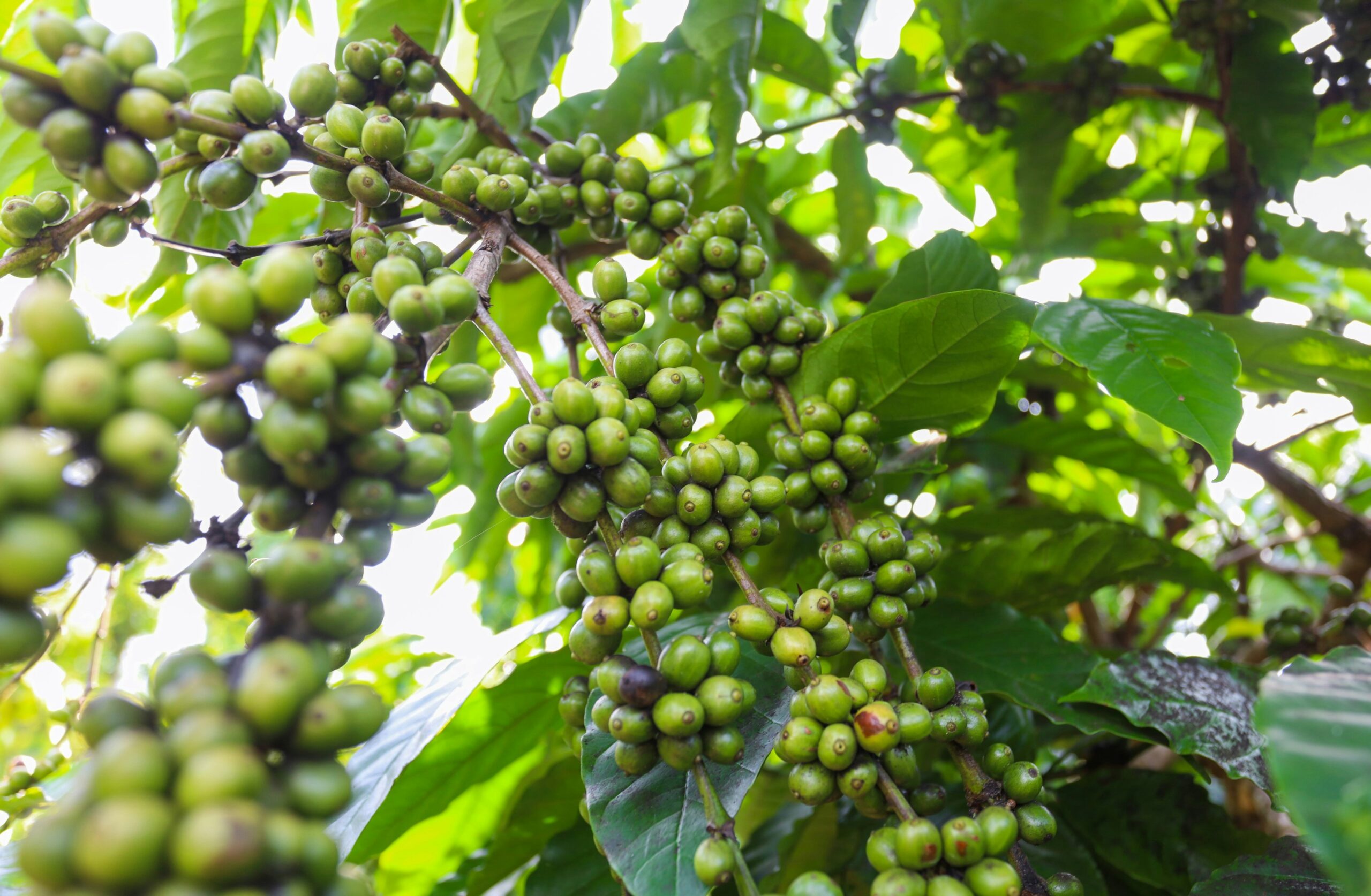 helena-coffee-vietnam-2s6F1sXDS1c-unsplash