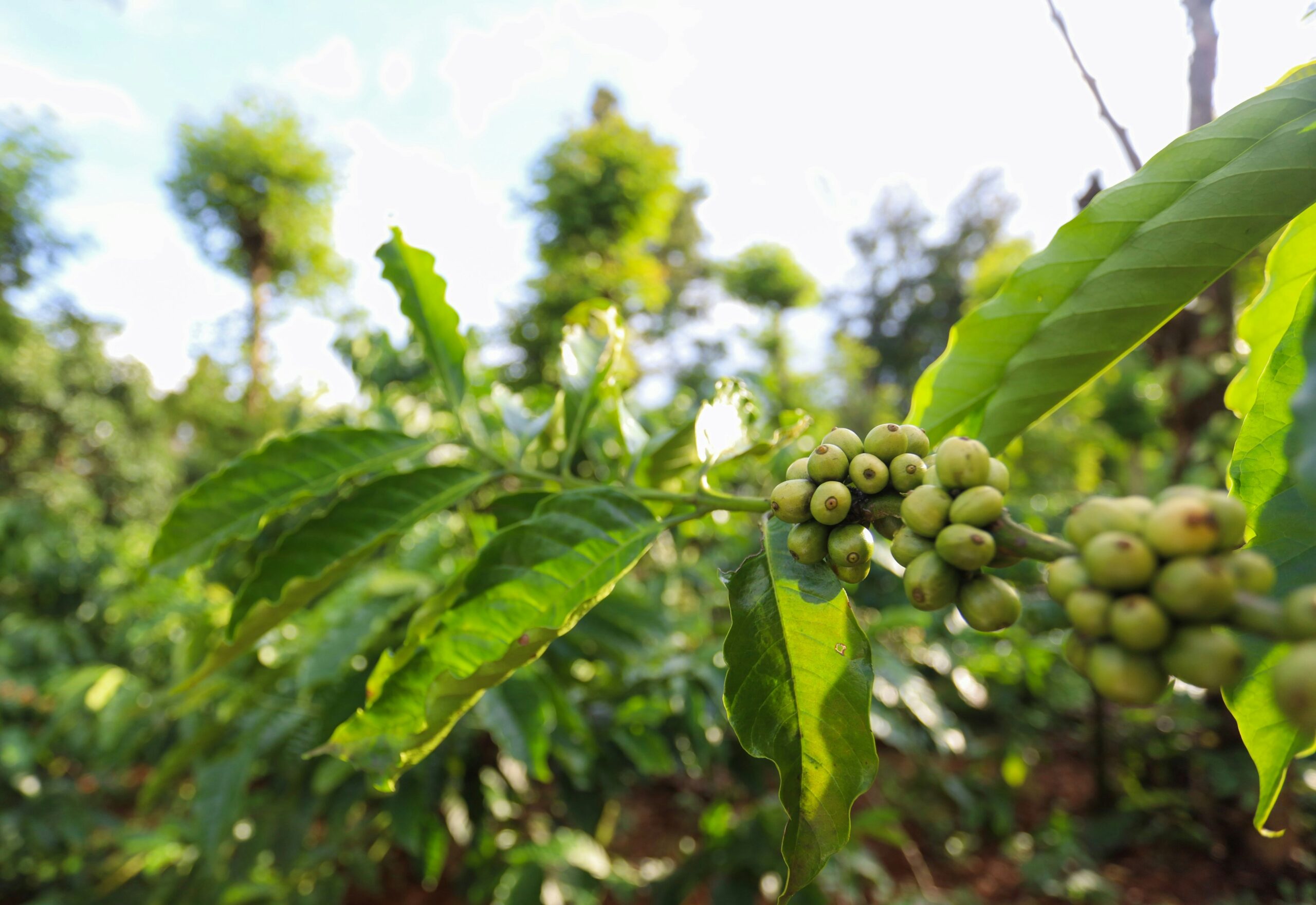 helena-coffee-vietnam-aHBBxvDSbVw-unsplash