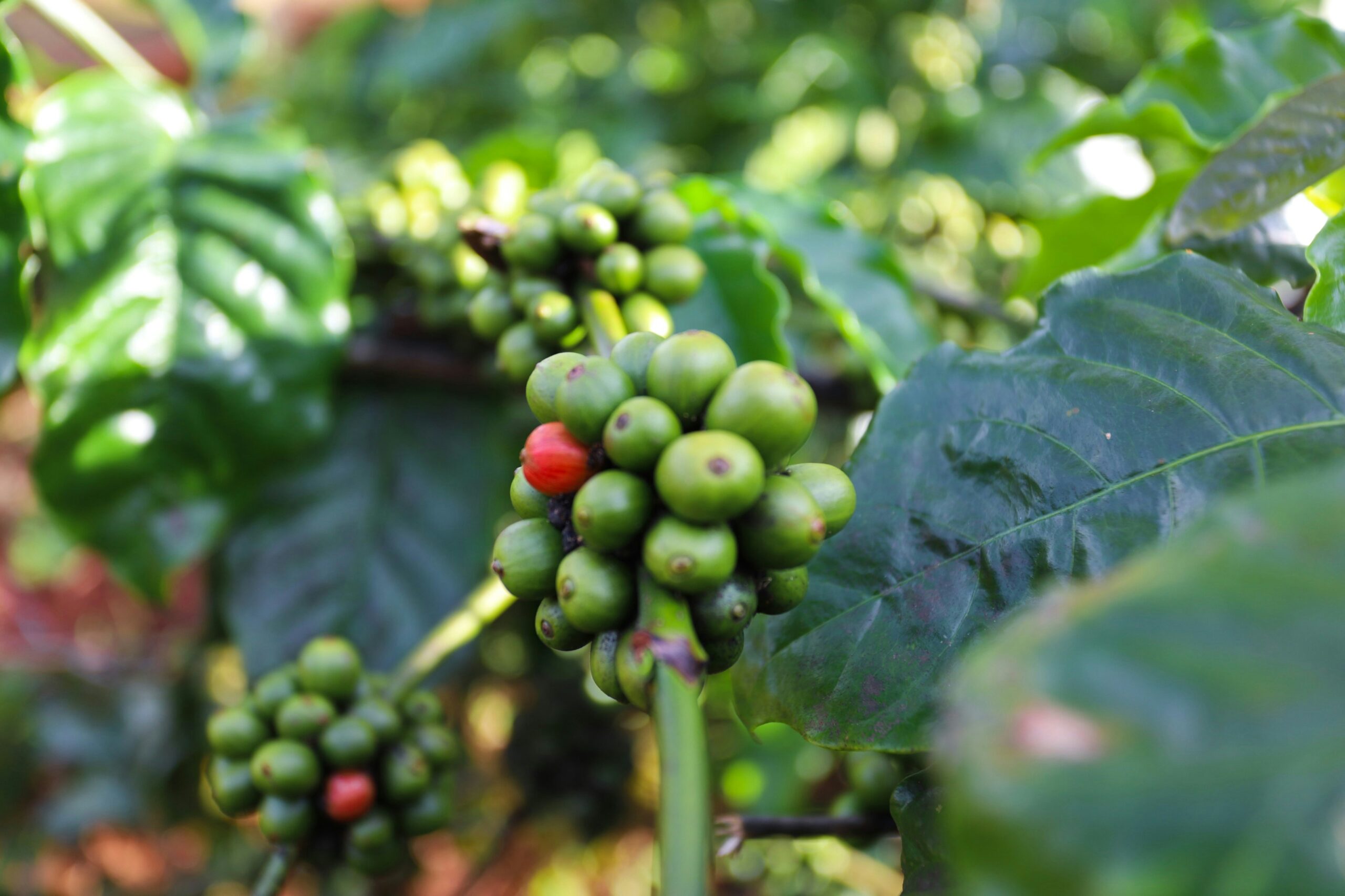 helena-coffee-vietnam-ssTCwEPAezI-unsplash